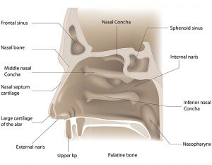 Nose And Sinuses - Ent Clinic Melbourne 