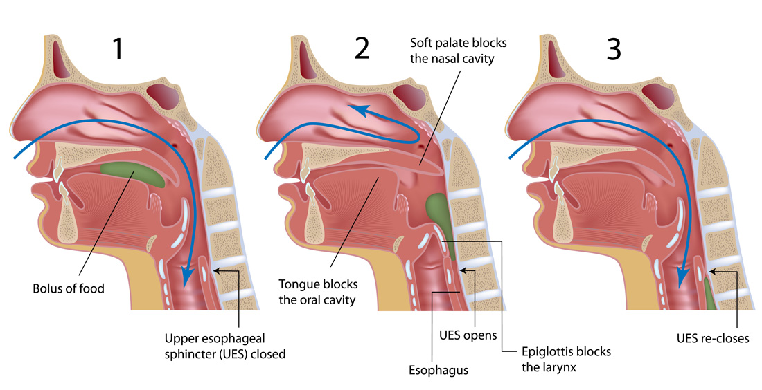 swallowing and voice